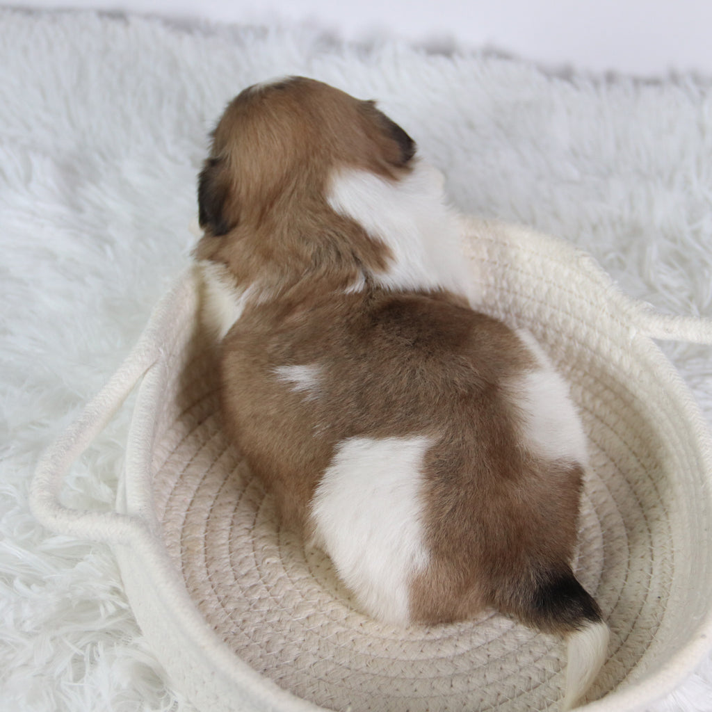 Jared - Available Now