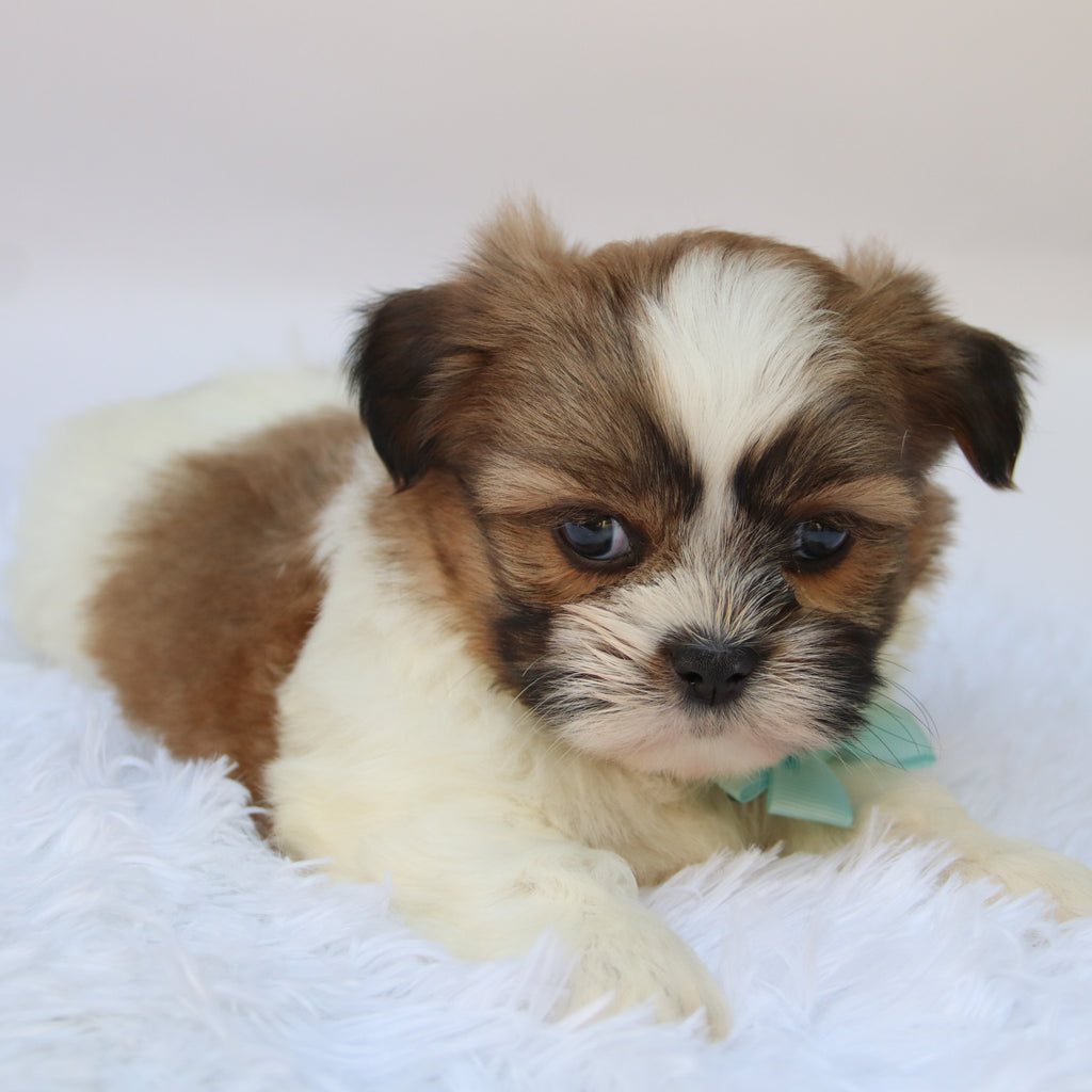 Ronnie - Available Now