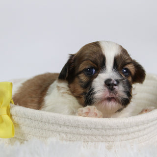 Ronnie - Available Now