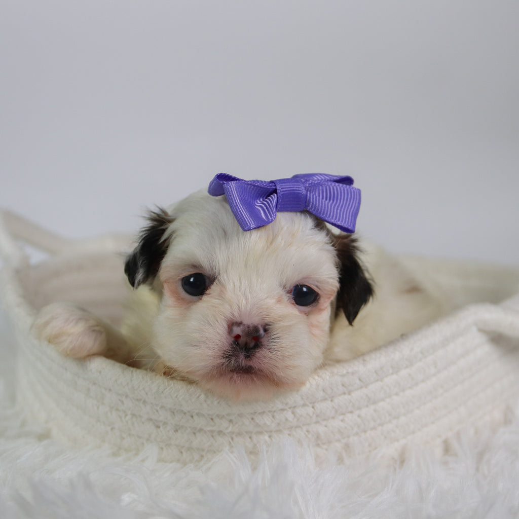 Willow - Available Now