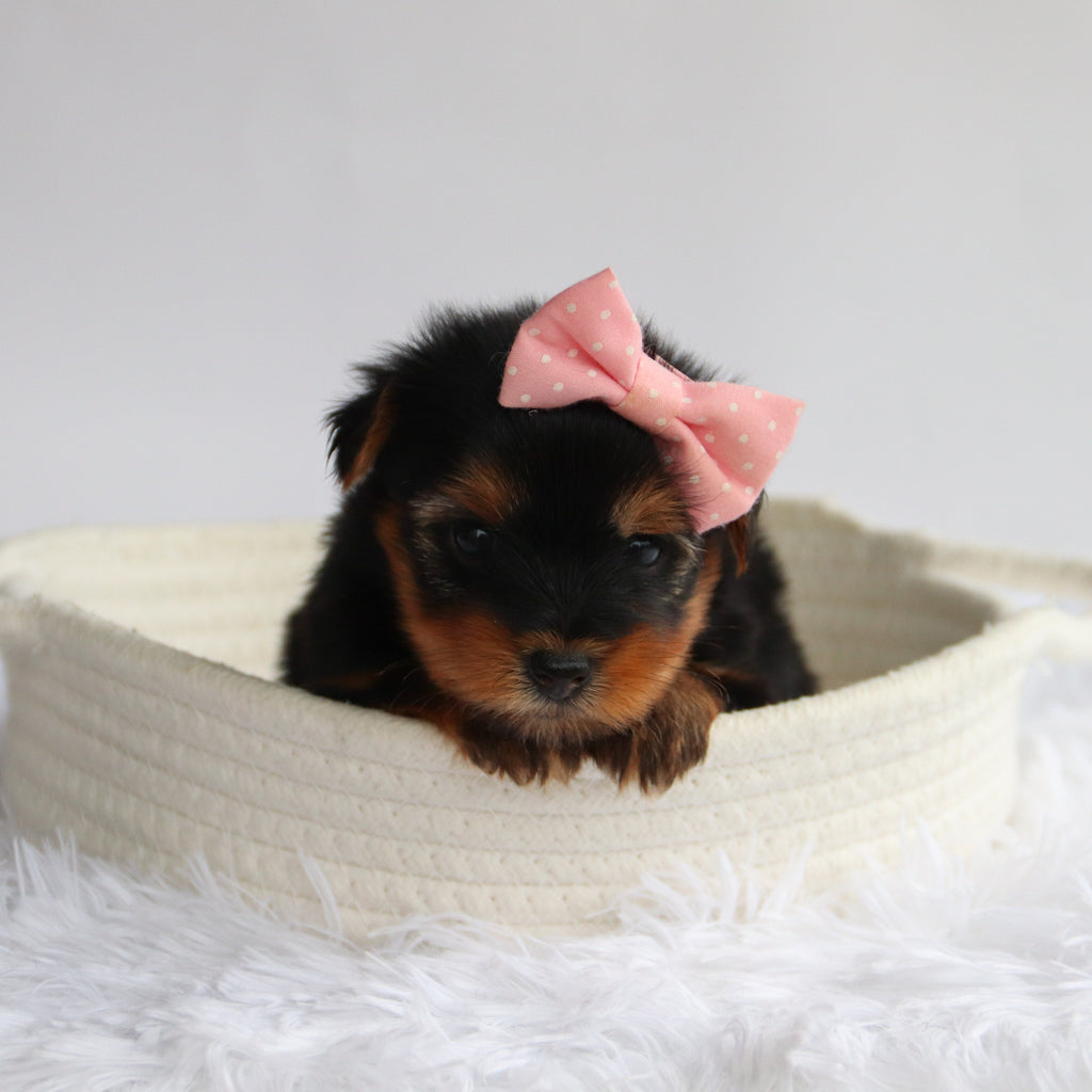 Elena - Available Now