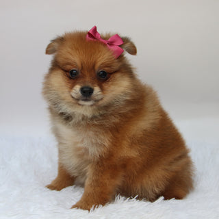 Shelby - Available 10/9