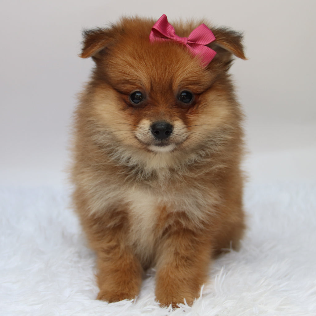 Shelby - Available 10/9