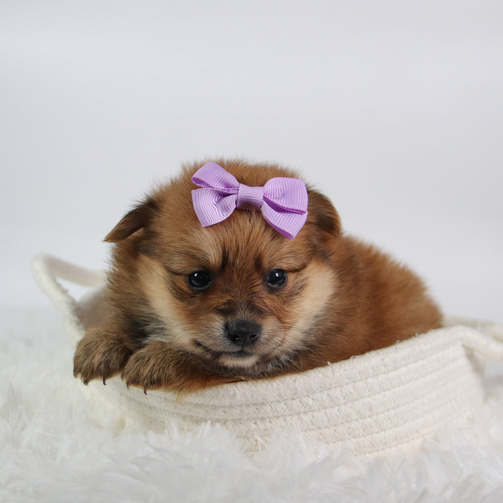 Shelby - Available 10/9