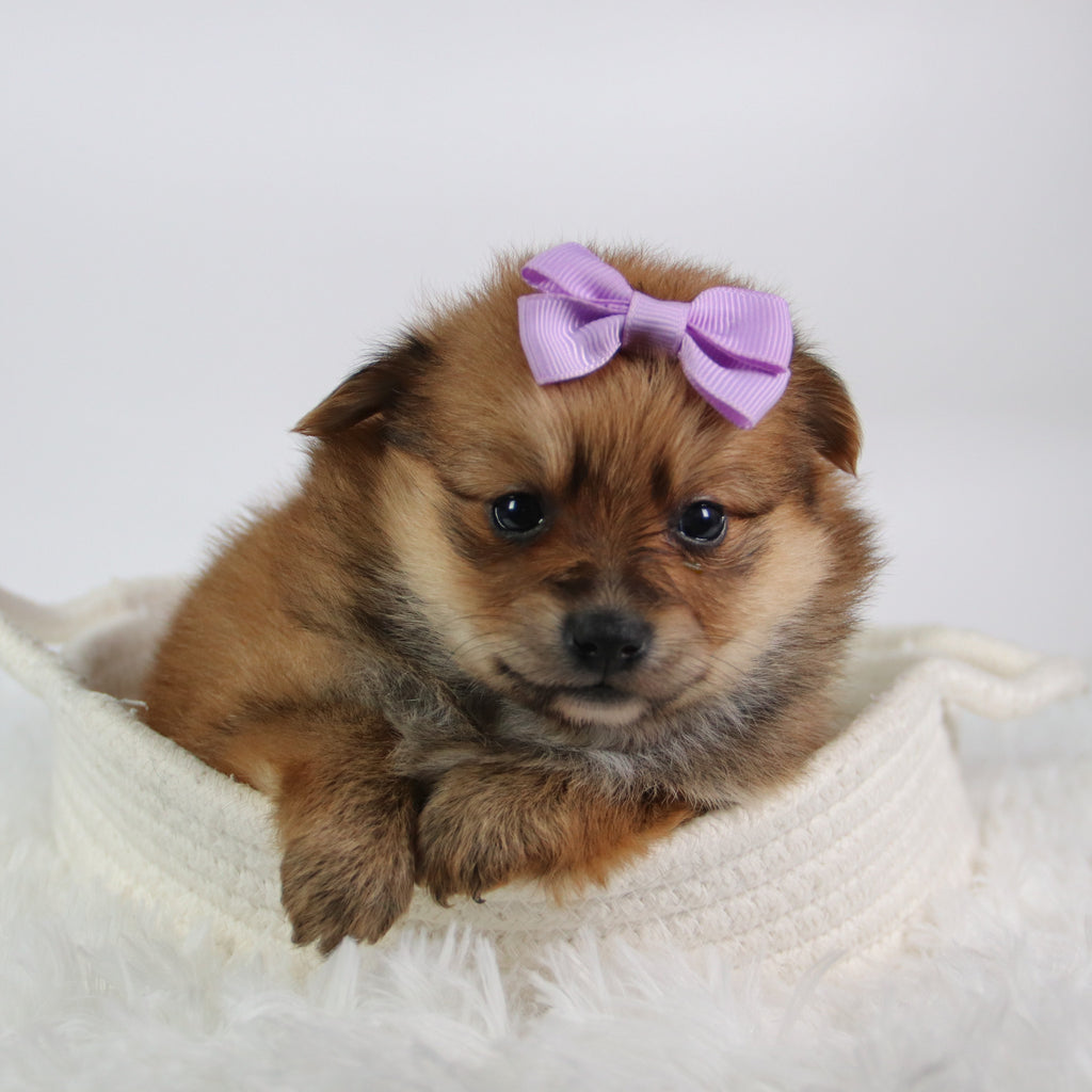 Shelby - Available 10/9