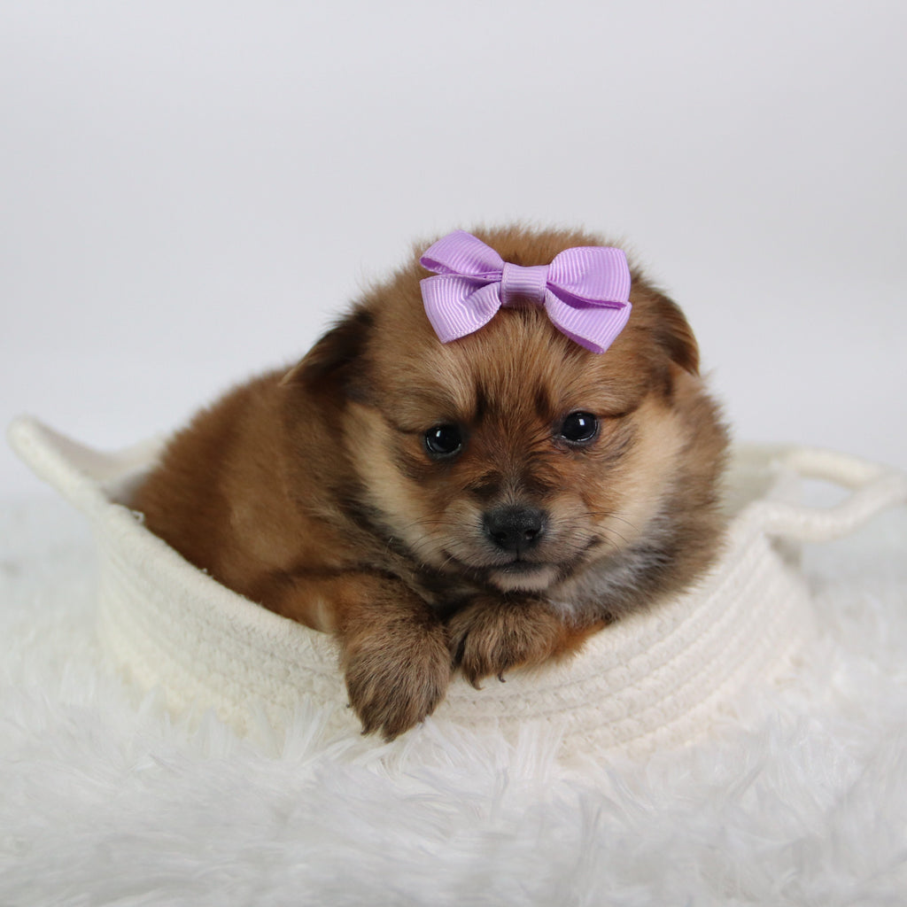 Shelby - Available 10/9