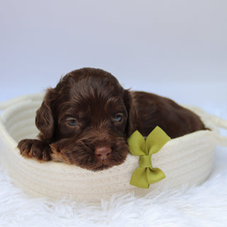 Cedric - Available Now