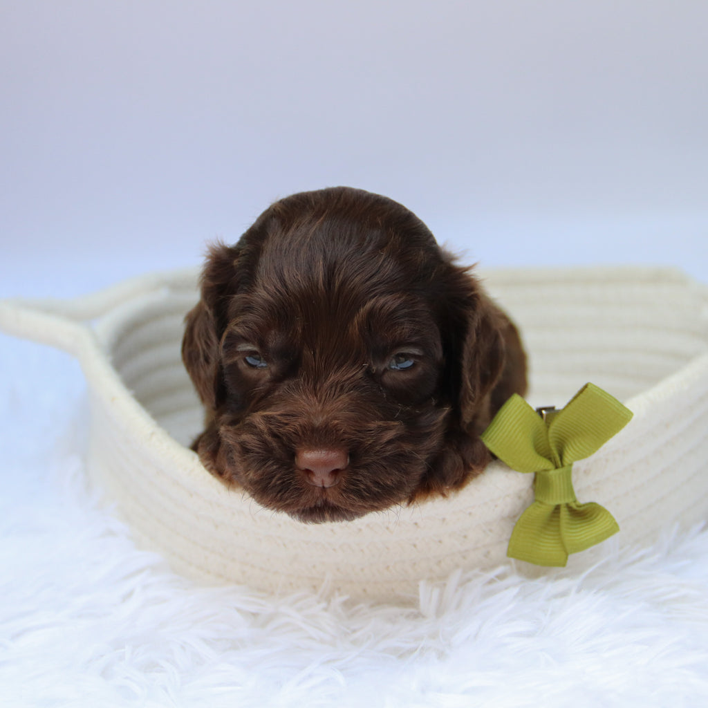 Cedric - Available Now