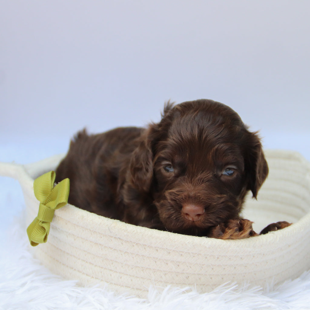 Cedric - Available Now