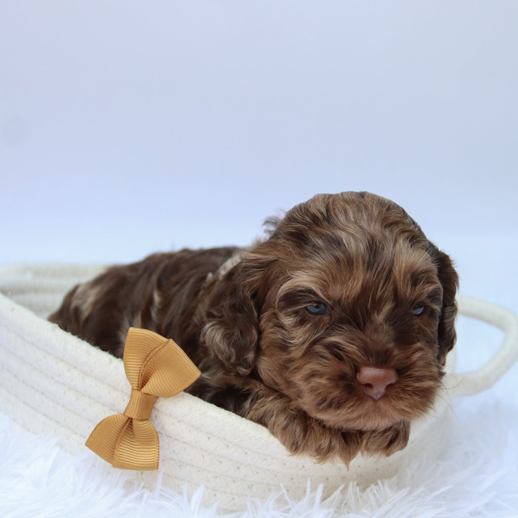 Cary - Available Now