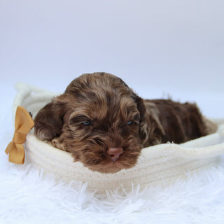 Cary - Available Now