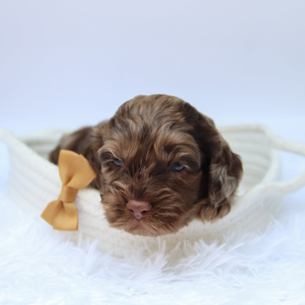 Cary - Available Now