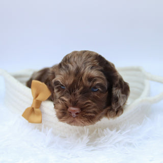 Cary - Available Now