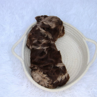 Cary - Available Now