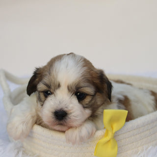 Randy - Available Now