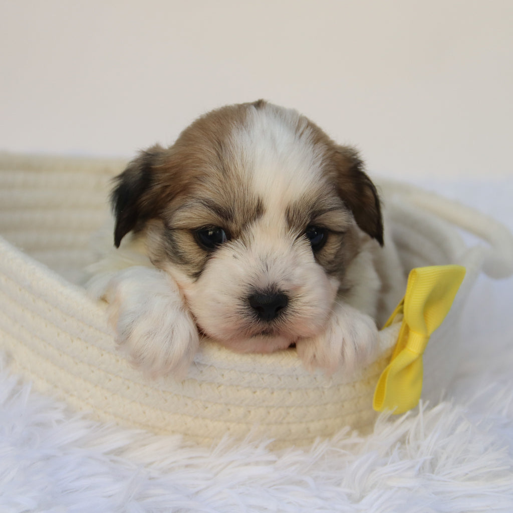 Randy - Available Now