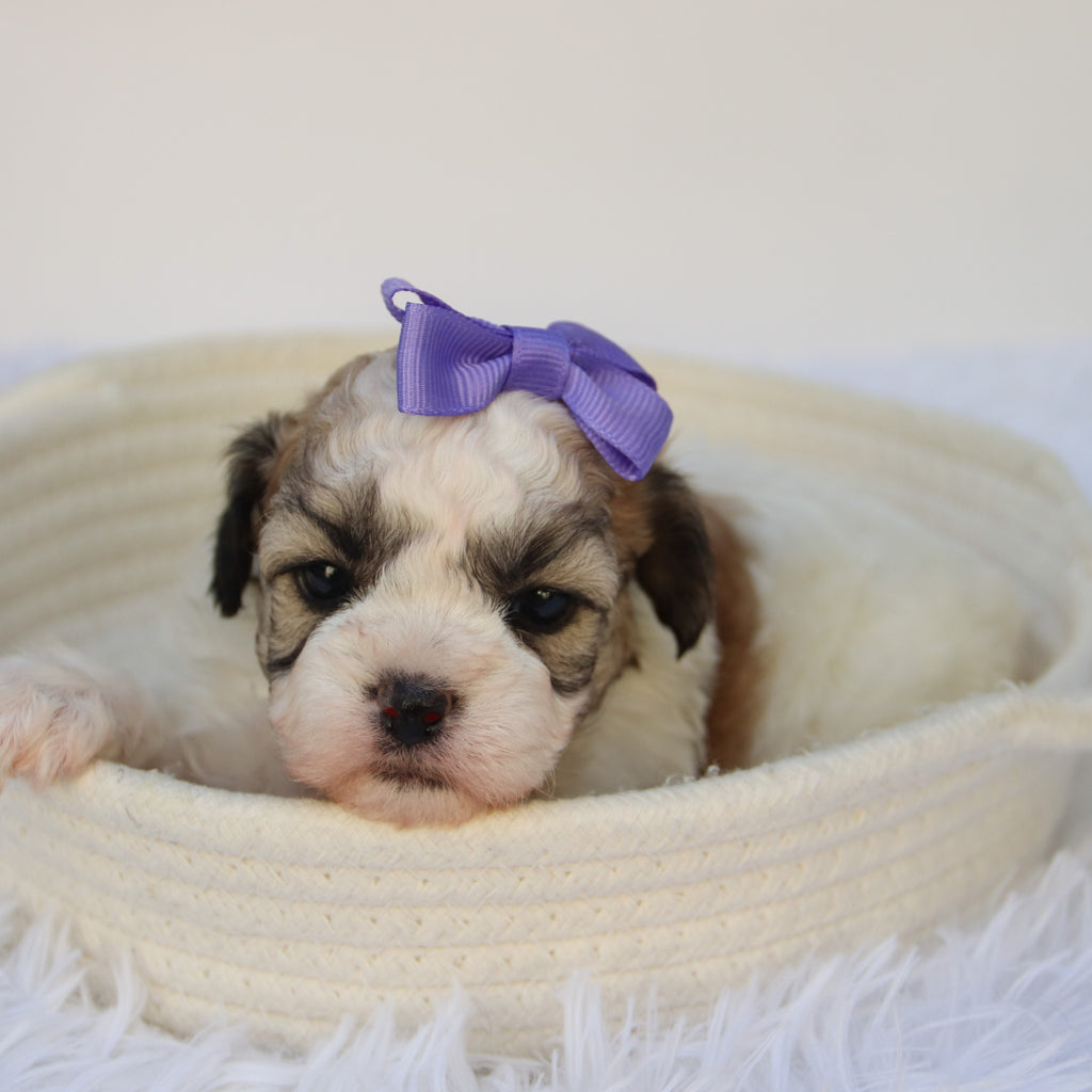 Carissa - Available 11/5