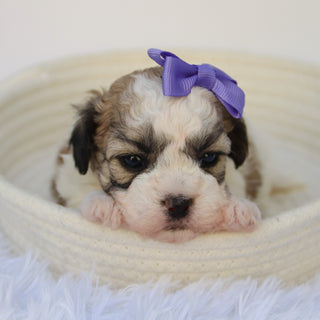 Carissa - Available 11/5