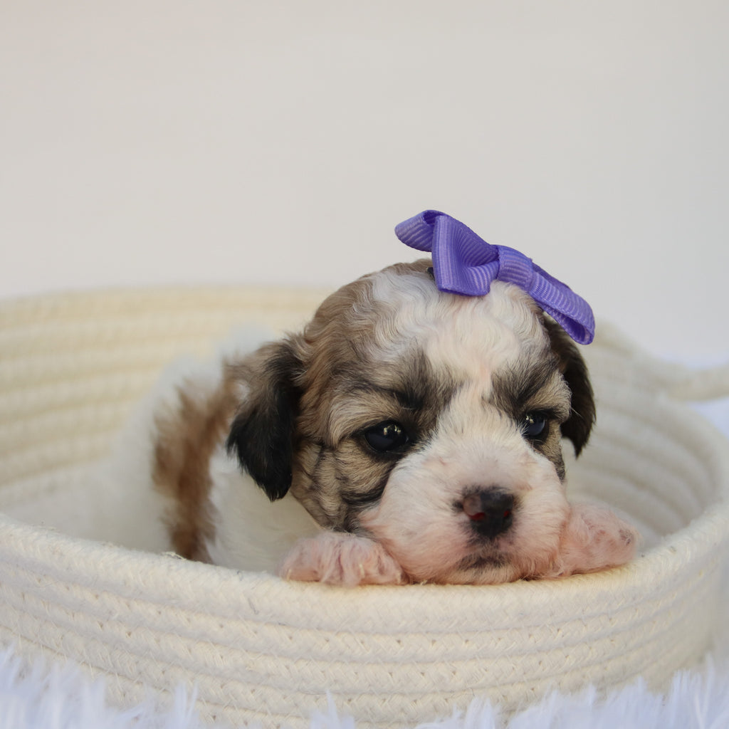 Carissa - Available 11/5