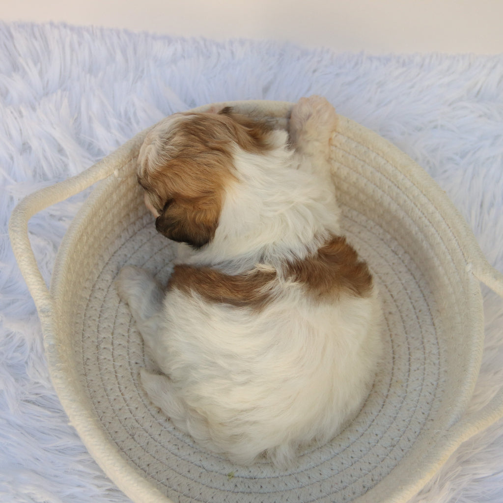 Carissa - Available 11/5