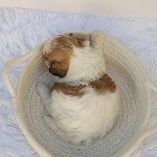 Carissa - Available 11/5