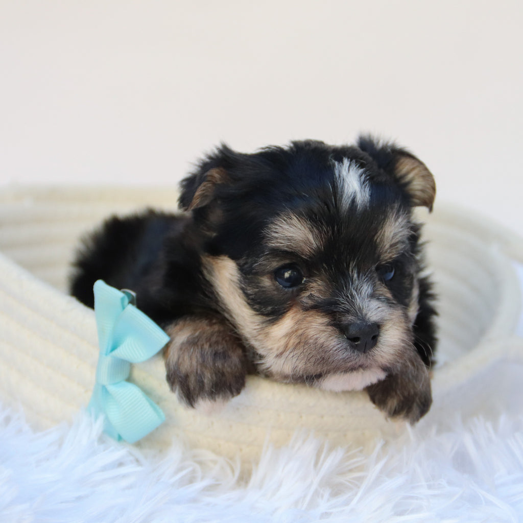 Dustin - Available Now