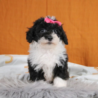 Daisy