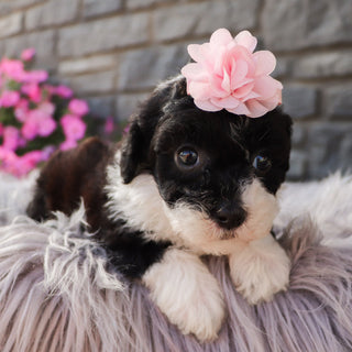 Daisy