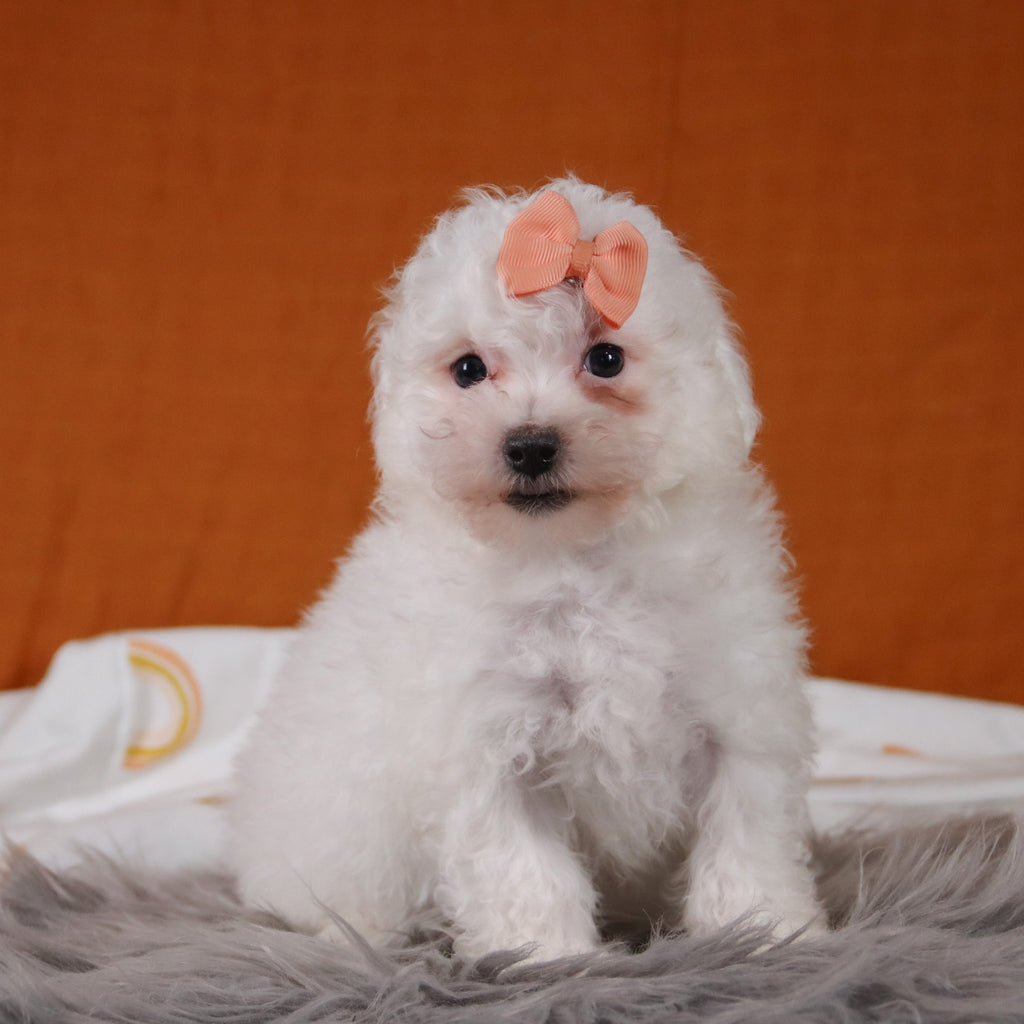 Poppy