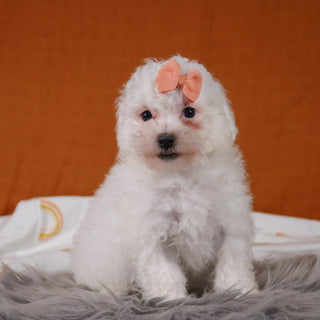 Poppy
