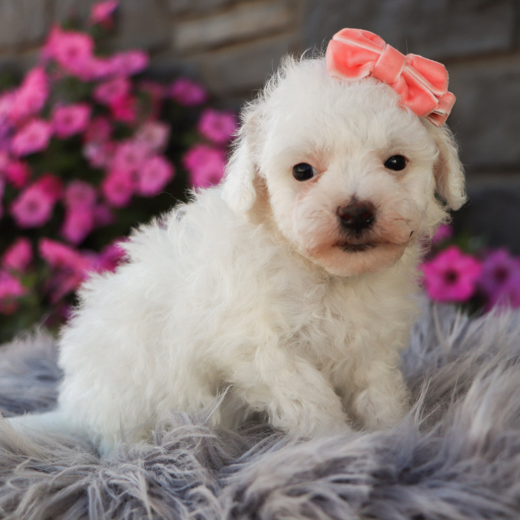 Poppy
