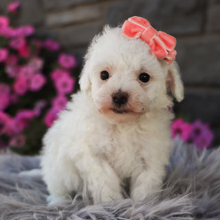 Poppy