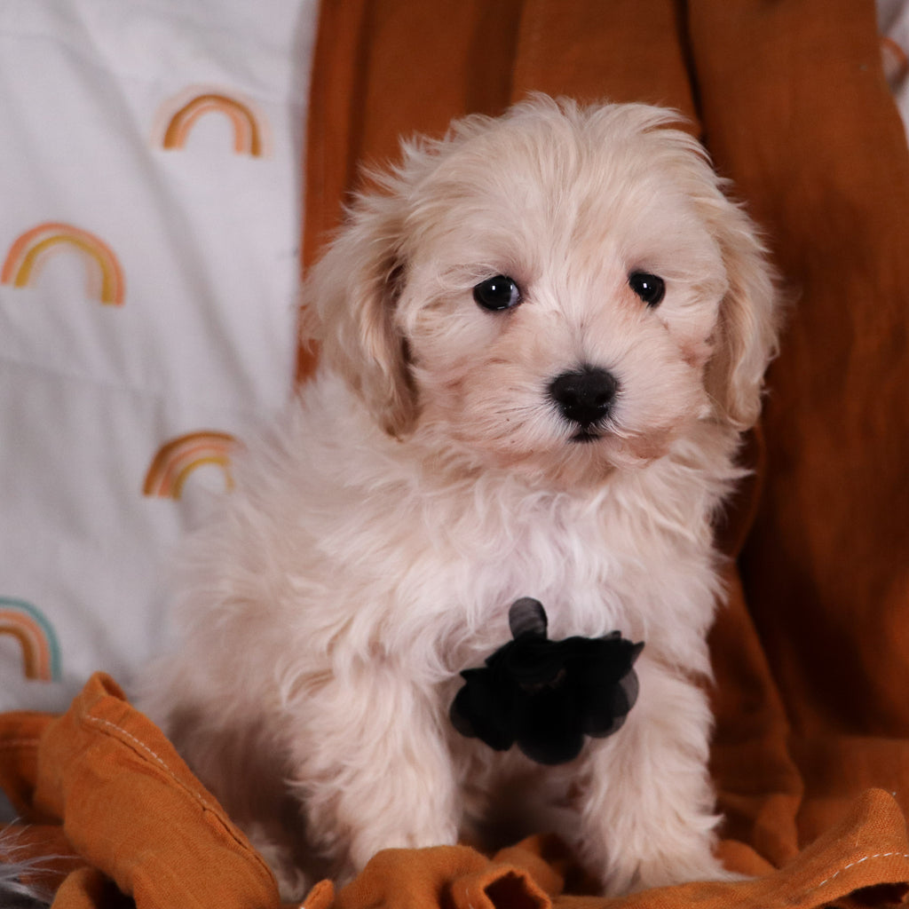 Flynn