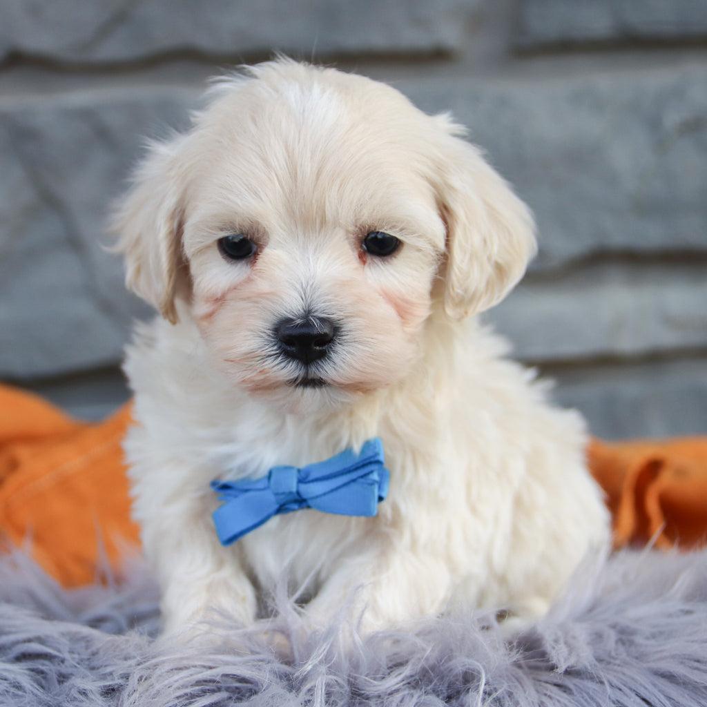 Flynn