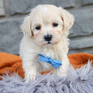 Flynn