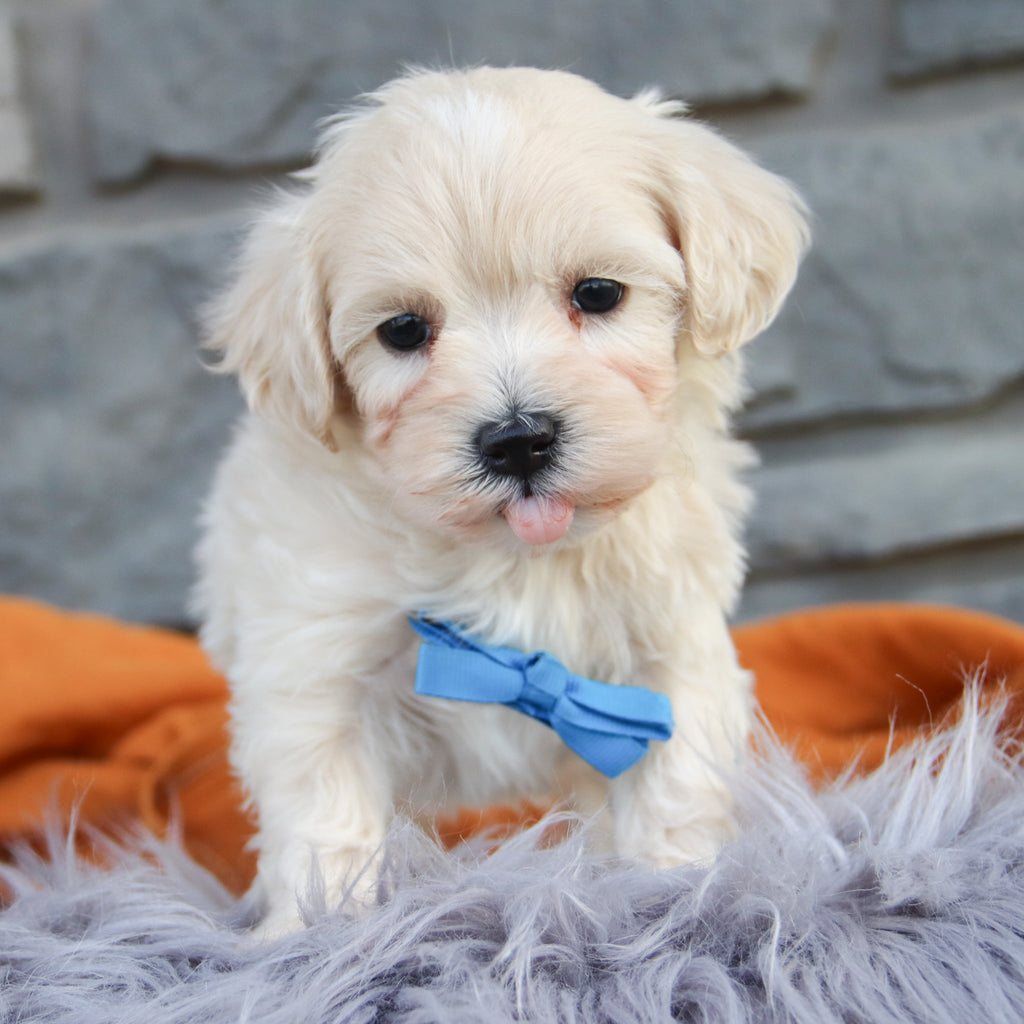 Flynn