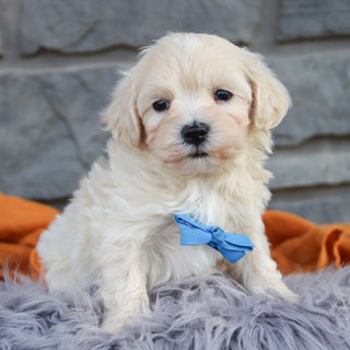 Flynn