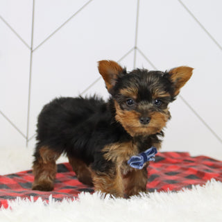 Sawyer - Available 12/17