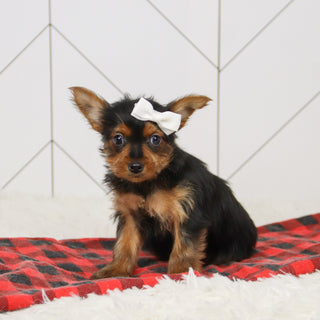 Trudy - Available Now