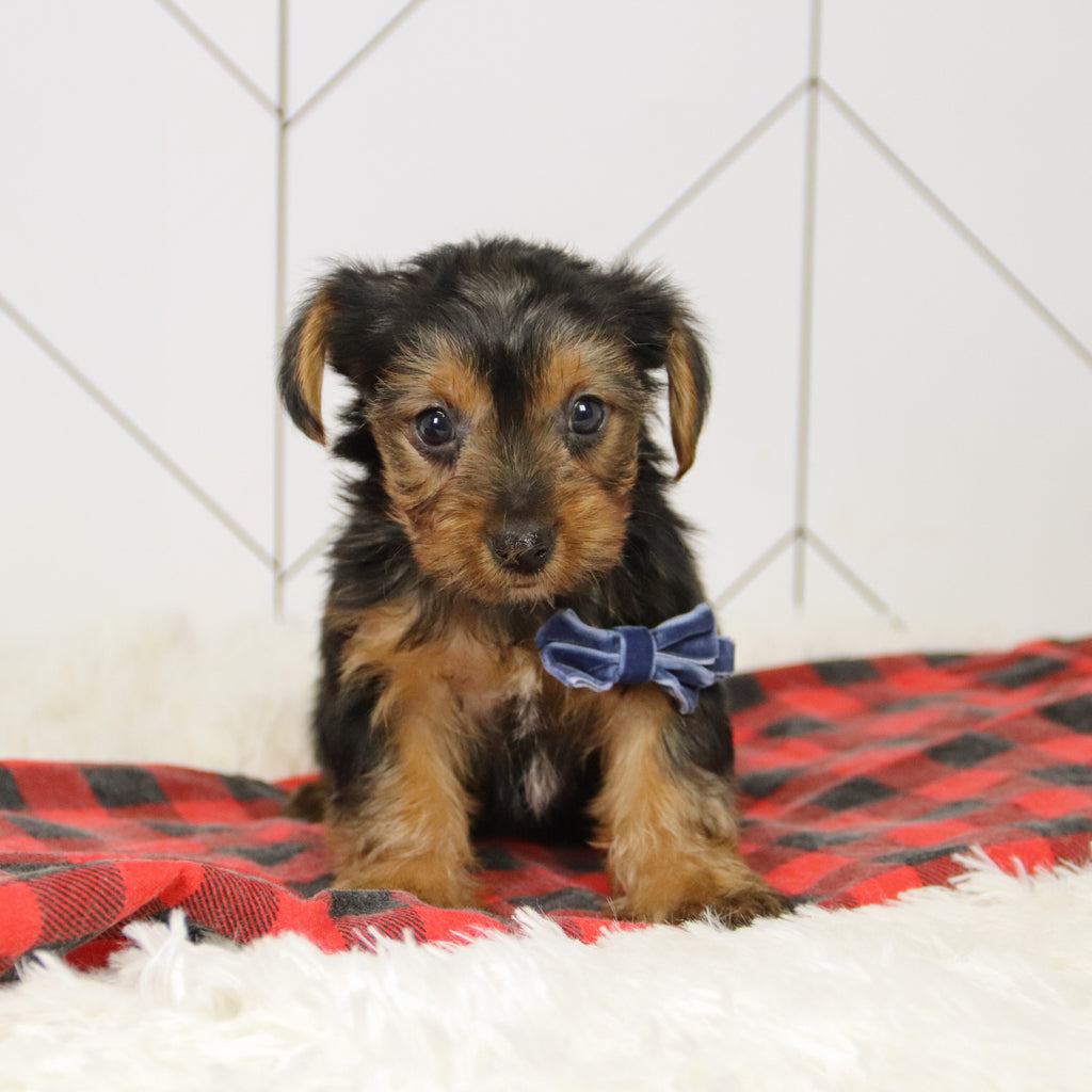 Tegan - Available 12/17