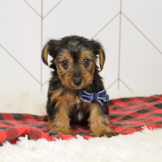 Tegan - Available 12/17