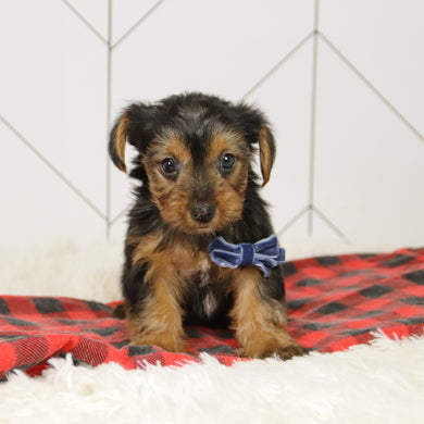 Tegan - Available 12/17