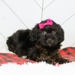 Aurora - Available 12/17