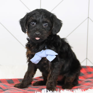 John - Available 12/17