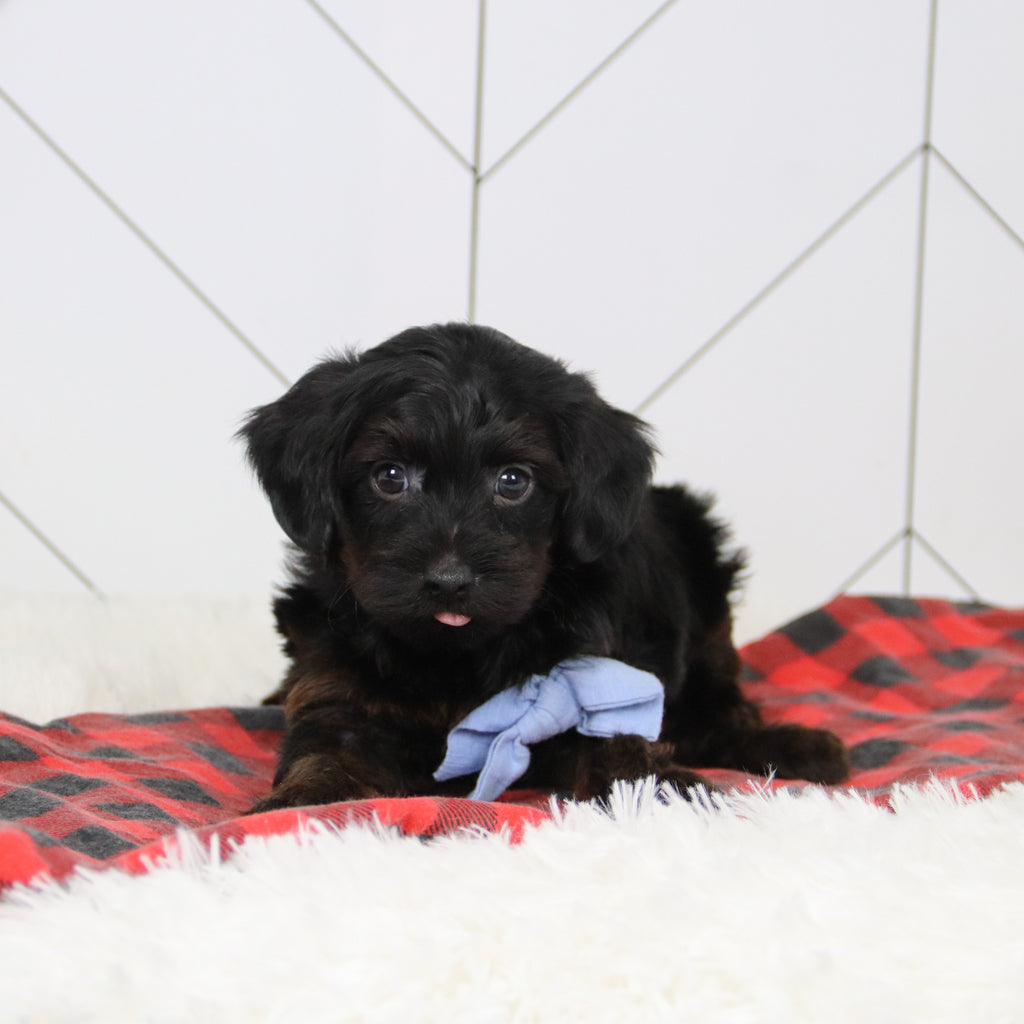 John - Available 12/17