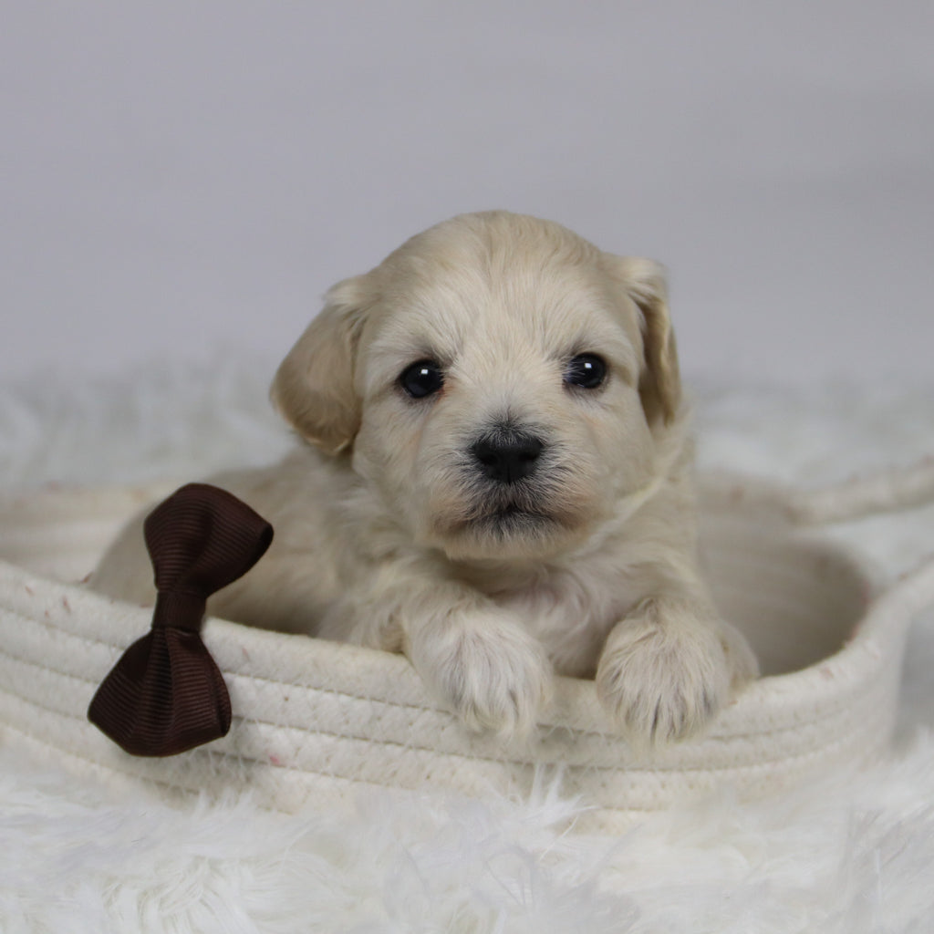 Dylan - Available 12/3