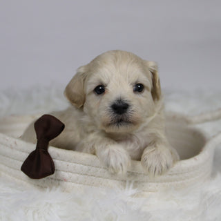 Dylan - Available Now