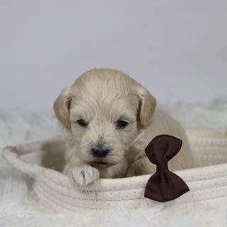 Dylan - Available Now