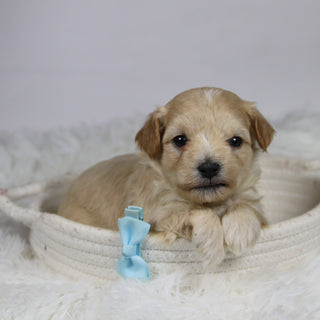 Markie - Available 12/3