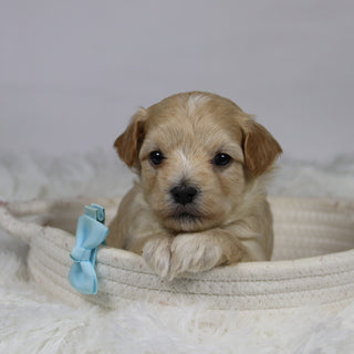 Markie - Available 12/3